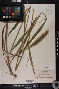 Elymus glabriflorus image