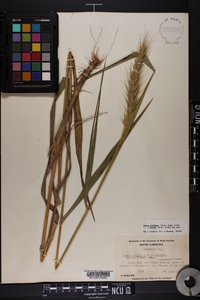 Elymus glabriflorus image