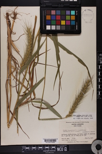 Elymus glabriflorus image