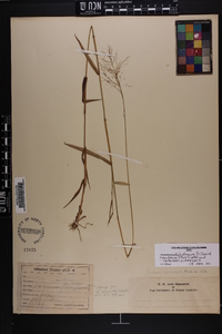 Dichanthelium dichotomum var. ramulosum image