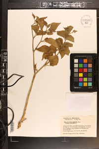 Image Associated With the Occurence