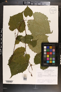 Vitis vulpina image