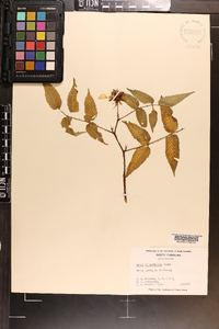 Rubus illecebrosus image