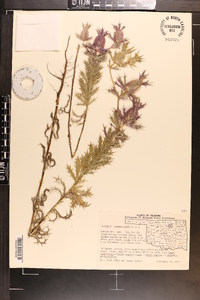 Eryngium leavenworthii image