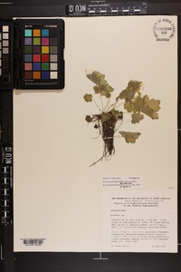 Heuchera parviflora image