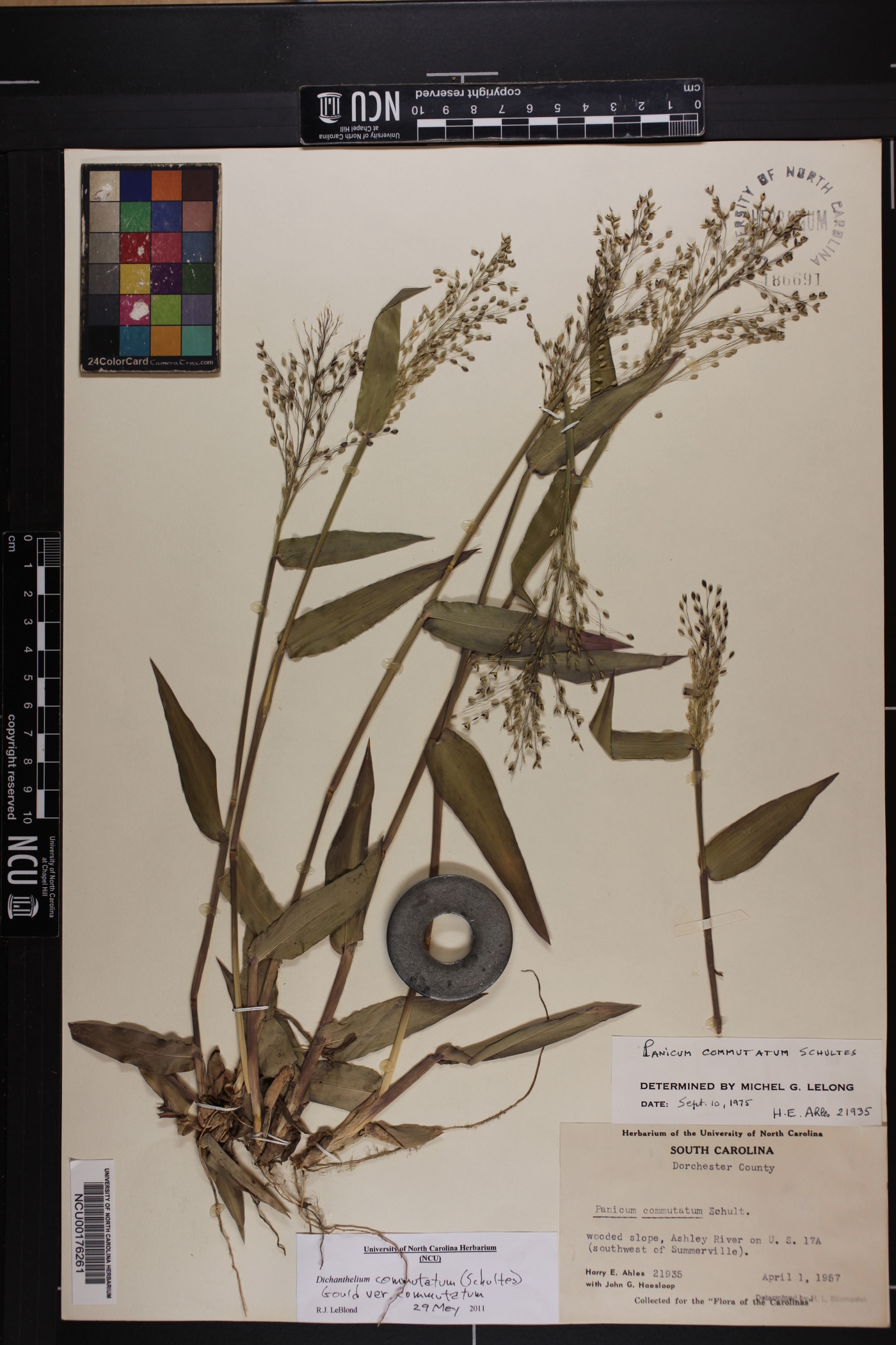 Dichanthelium commutatum var. commutatum image