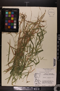 Leersia virginica image