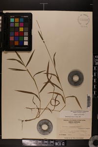 Leersia virginica image