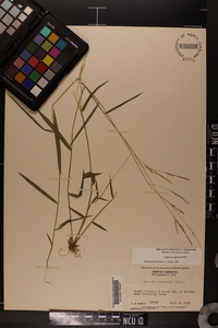 Leersia virginica image