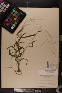 Leersia virginica image