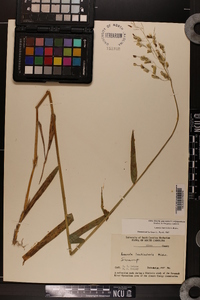 Leersia lenticularis image