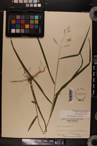 Leersia lenticularis image