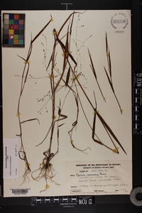 Kellochloa verrucosa image