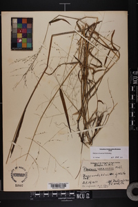 Kellochloa verrucosa image