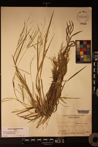 Panicum dichotomiflorum var. dichotomiflorum image