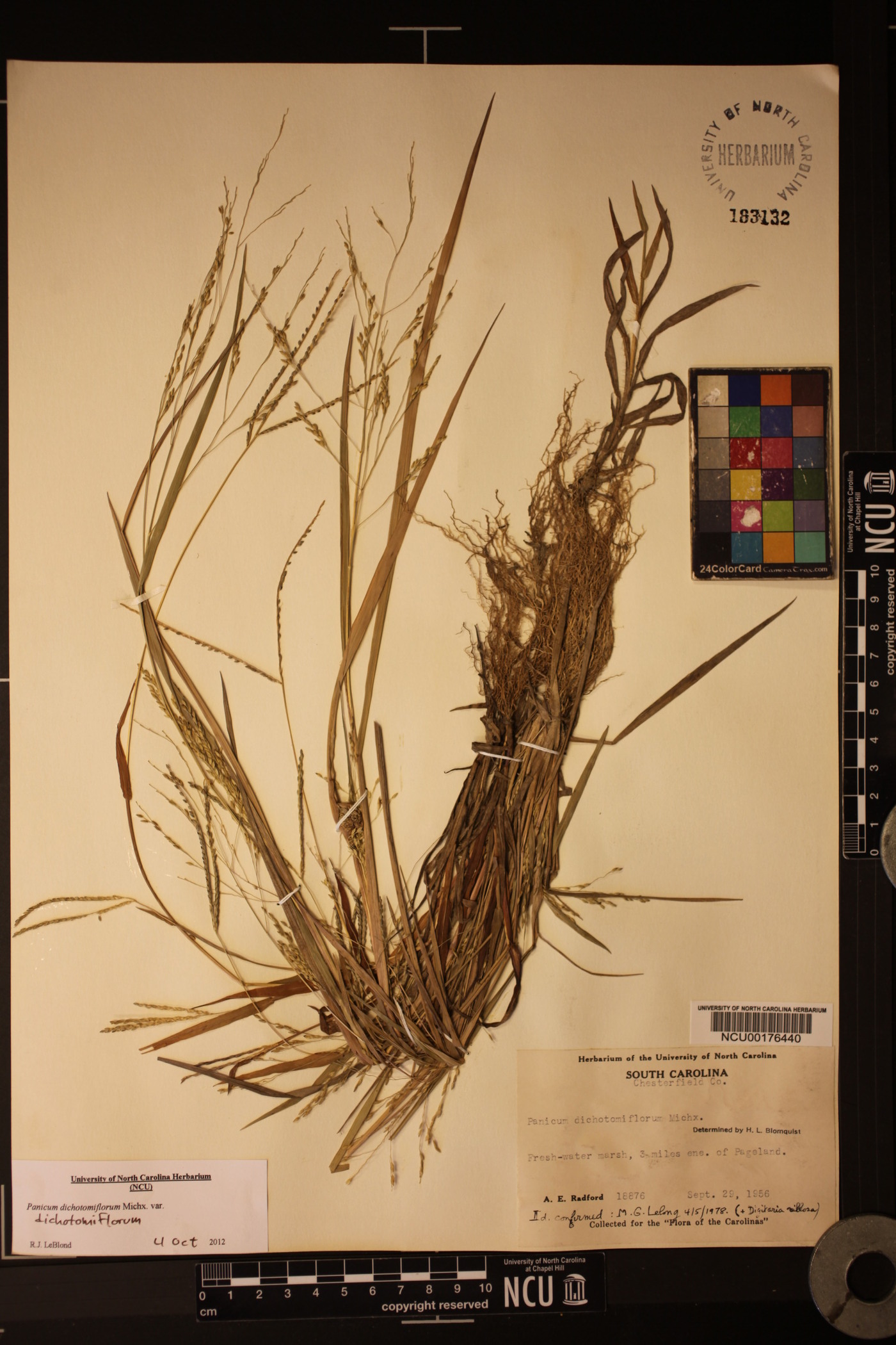 Panicum dichotomiflorum var. dichotomiflorum image