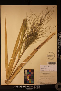 Panicum dichotomiflorum var. dichotomiflorum image