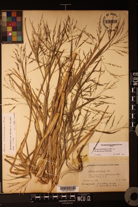 Panicum dichotomiflorum var. dichotomiflorum image