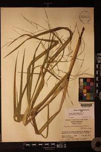 Panicum dichotomiflorum var. dichotomiflorum image