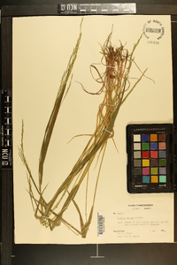 Festuca obtusa image