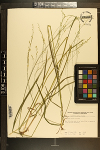 Festuca obtusa image