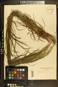 Festuca obtusa image