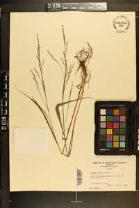 Festuca obtusa image