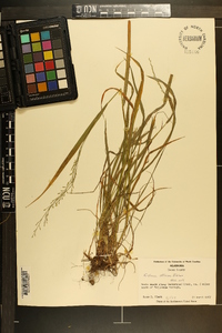 Festuca obtusa image