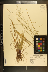 Festuca obtusa image