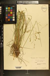 Festuca obtusa image