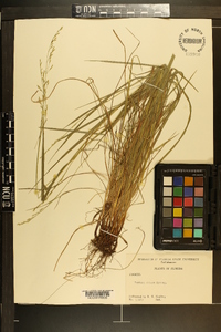 Festuca obtusa image