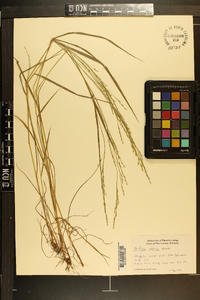 Festuca obtusa image