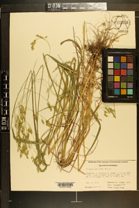 Festuca obtusa image