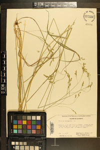 Festuca obtusa image