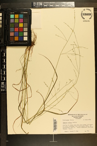 Festuca obtusa image