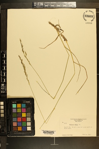 Festuca ovina image