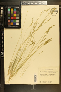 Festuca ovina image