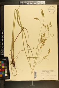 Festuca paradoxa image