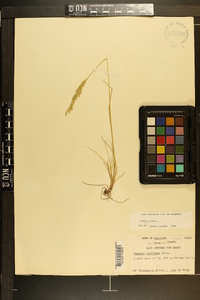 Festuca rubra image