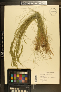 Festuca rubra image