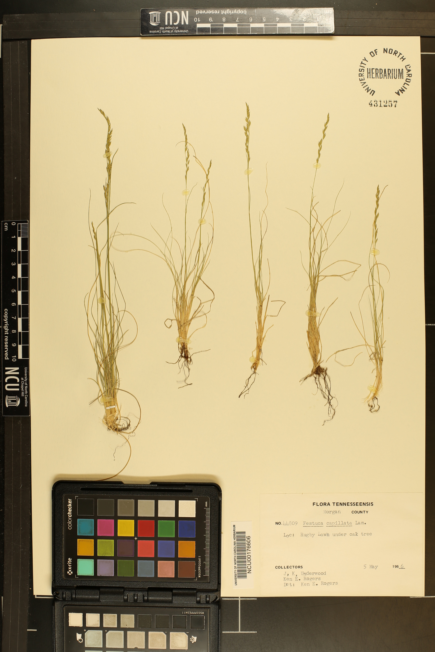 Festuca filiformis image