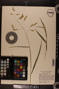 Leersia lenticularis image