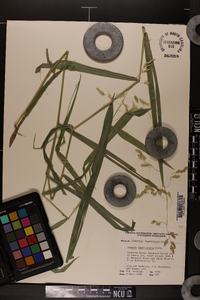 Leersia lenticularis image