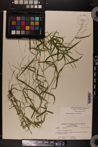 Leersia virginica image