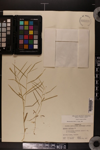 Leersia virginica image