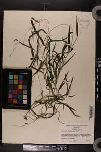 Leersia virginica image