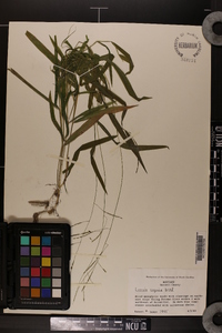 Leersia virginica image