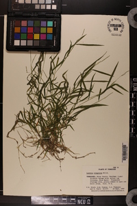 Leersia virginica image