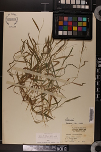 Leersia virginica image