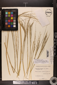 Diplachne fusca subsp. fascicularis image